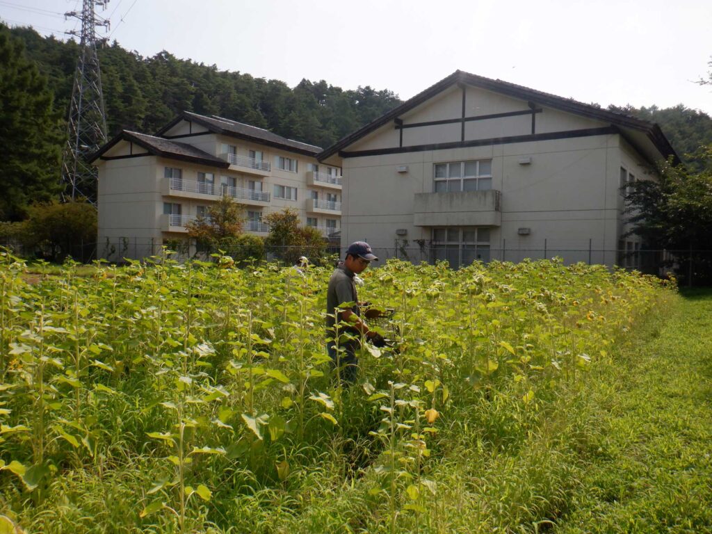 ひまわりの裁断