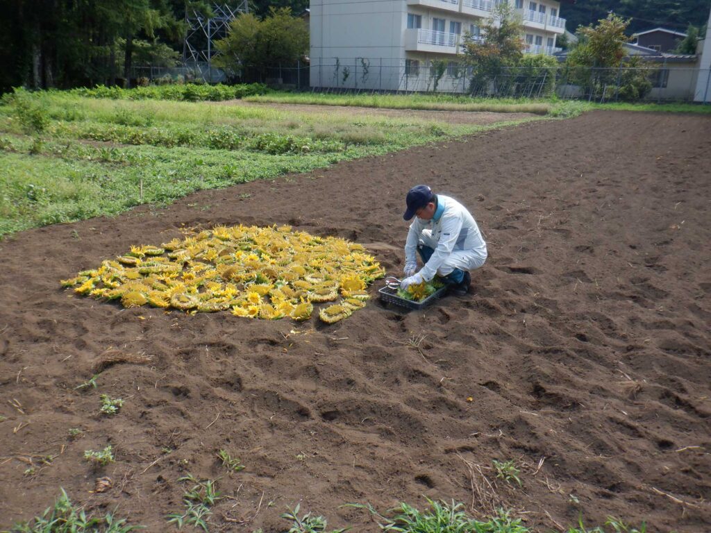 ひまわりのタネ採取