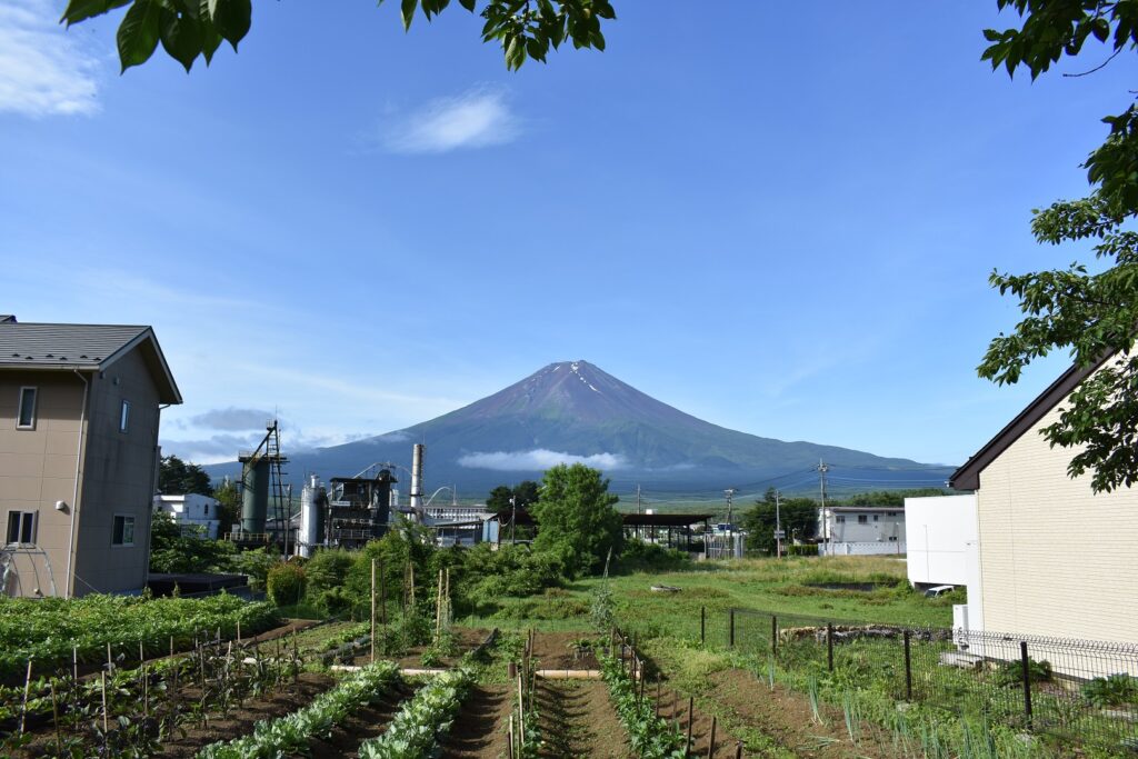 道場の畑と富士