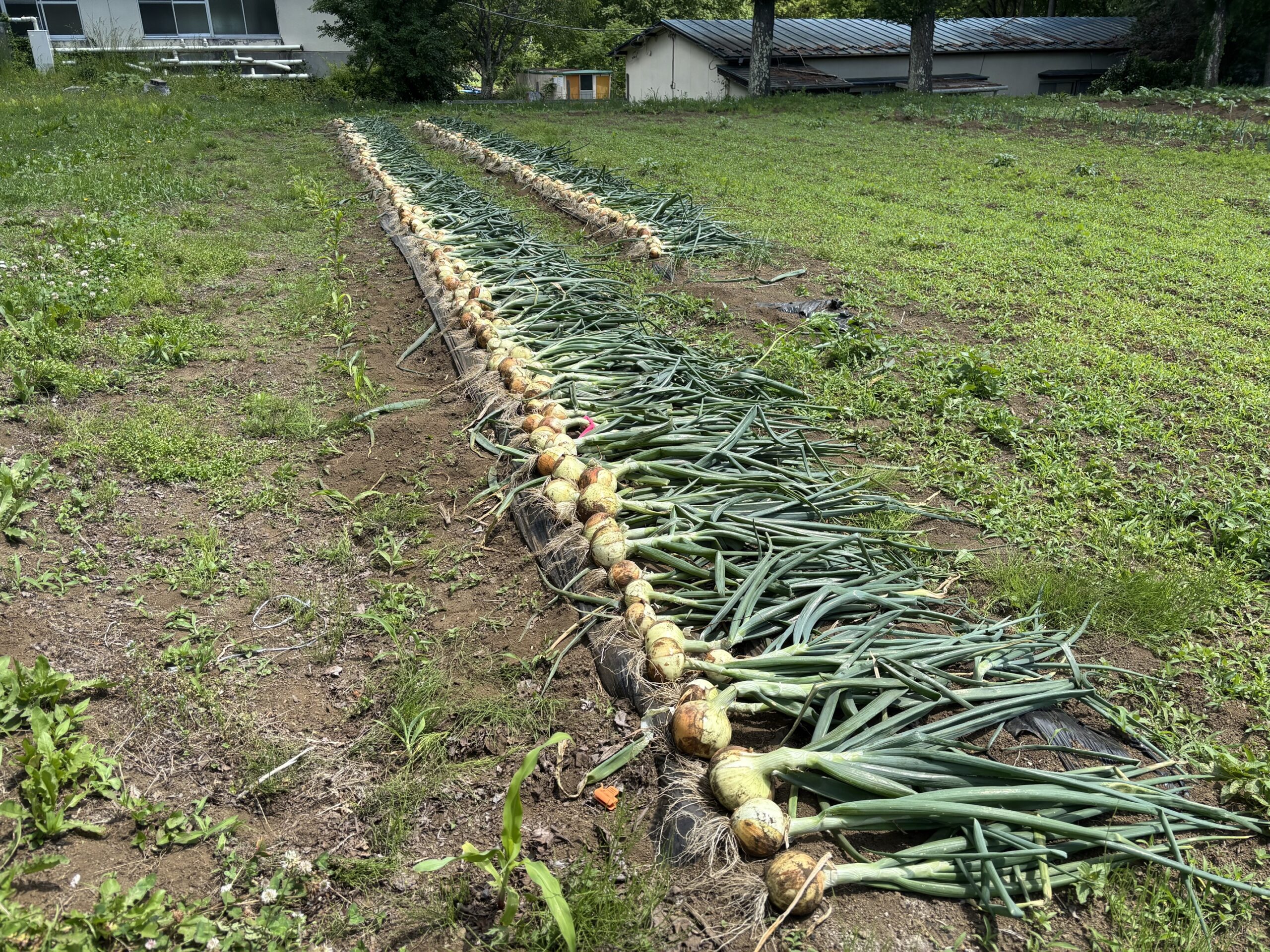Onion